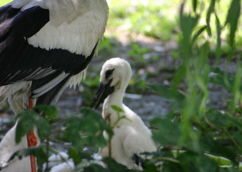 Zagrebački ZOO vas zove na Svjetski dan ptica selica