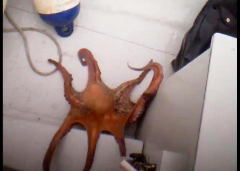 Ovako izgleda hobotnica kad problijedi od straha