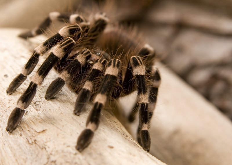 Vrlo, vrlo neobične posljedice paukovih ugriza