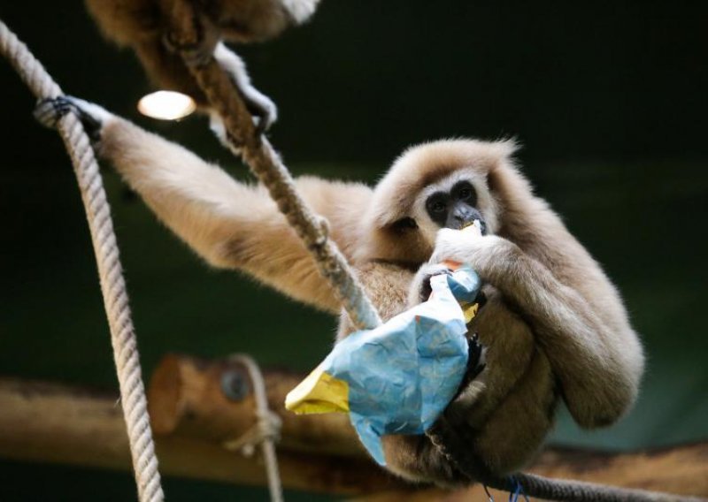 Blagdanska gozba i u zagrebačkom ZOO-u