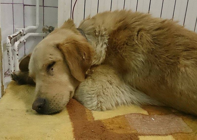 Pas Duško uginuo nakon stravičnog zlostavljanja mještana