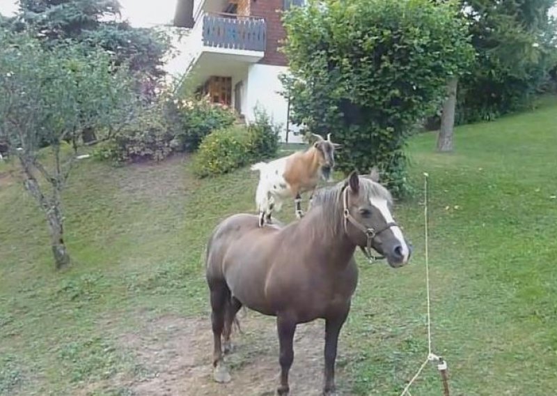 Lude koze jašu konje