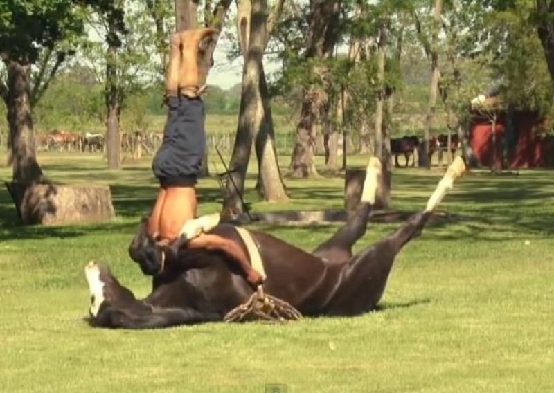 I konji vježbaju jogu, zar ne?