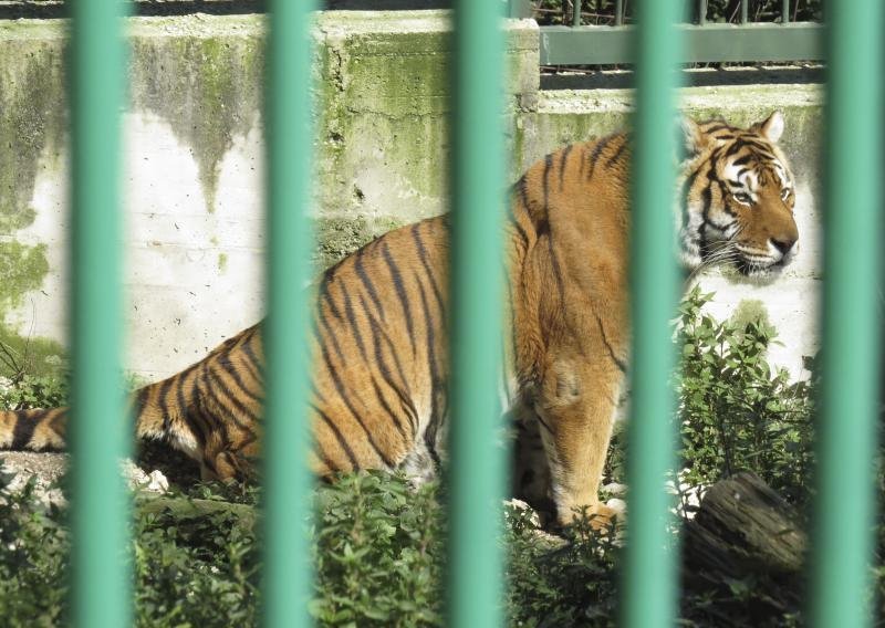 Ovako žive životinje u 'najgorem zoološkom vrtu na svijetu'