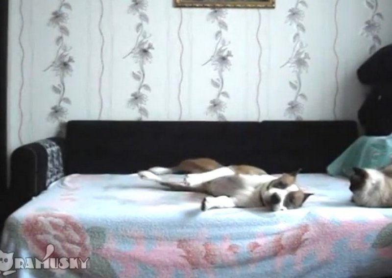 Zanima vas što vam pas radi kod kuće dok vas nema?