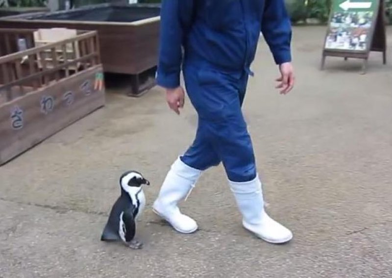 Blesavi pingvin do ušiju zaljubljen u čuvara