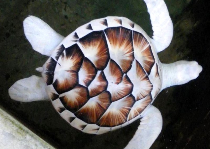 Bizarna priča prekrasne albino kornjače