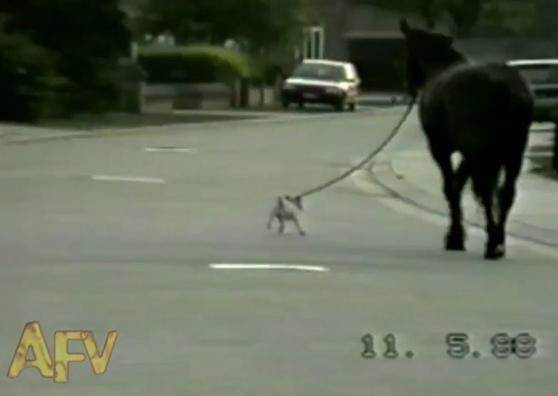 Pas izveo konja u šetnju ulicom