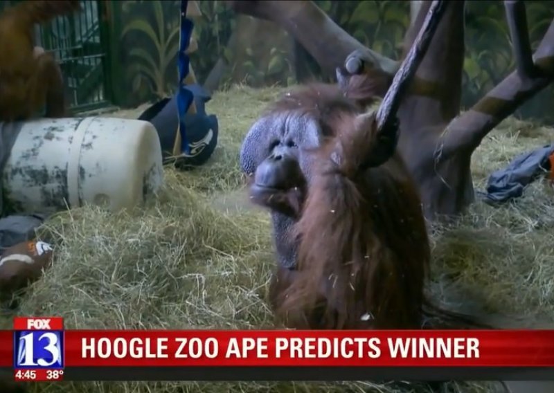 Orangutan Eli ponovno pogodio pobjednika Super Bowla