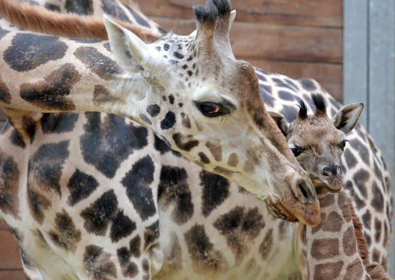 Pogledajte preslatku novorođenu žirafu