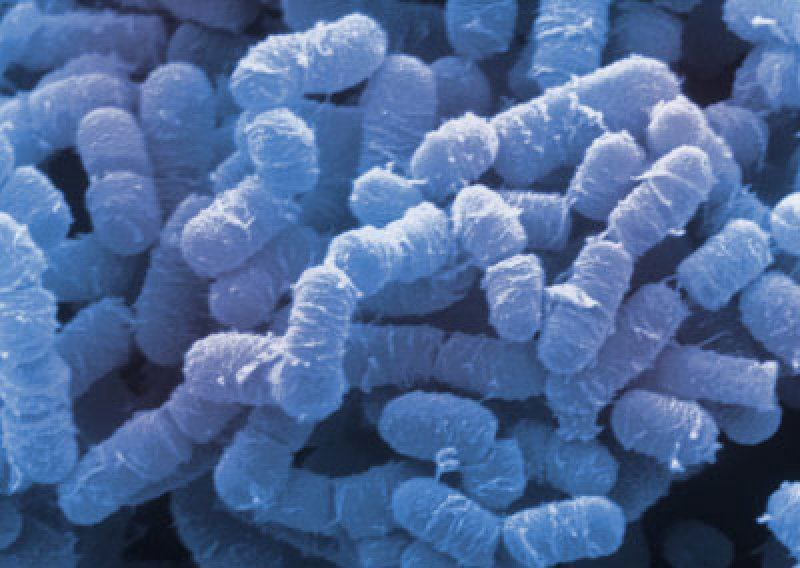 Multiplu sklerozu može uzrokovati bakterija!?