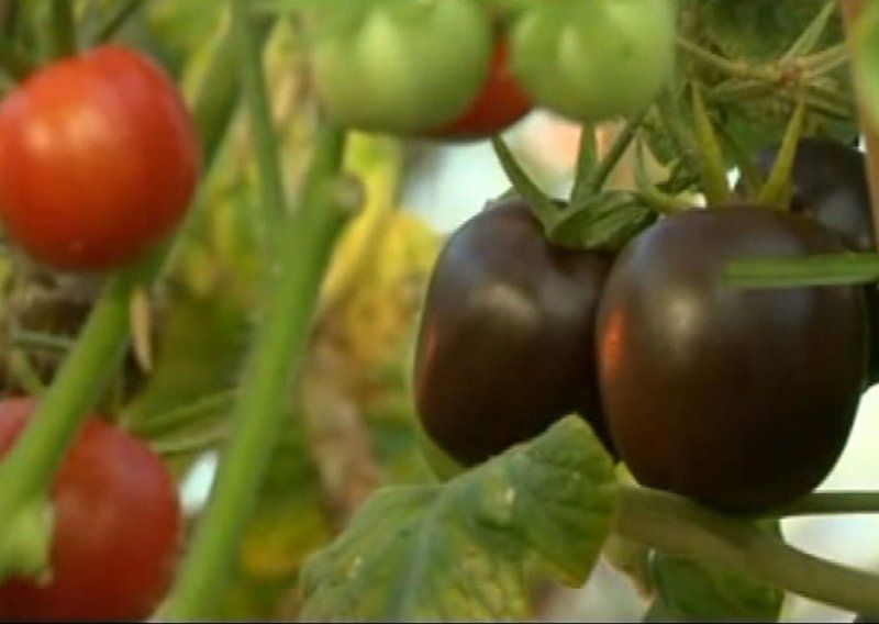 Stižu GM rajčice s ljekovitim svojstvima borovnica
