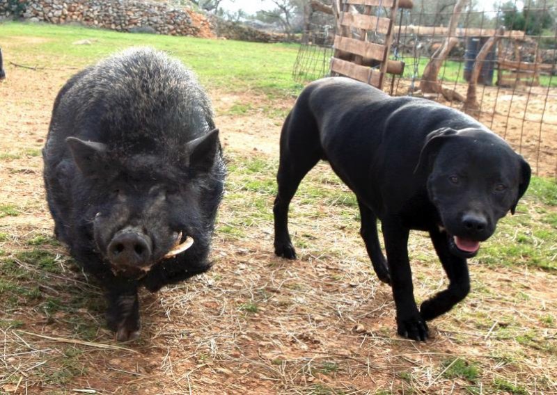 Upoznajte Gnjuru – pravog frajera među svinjama