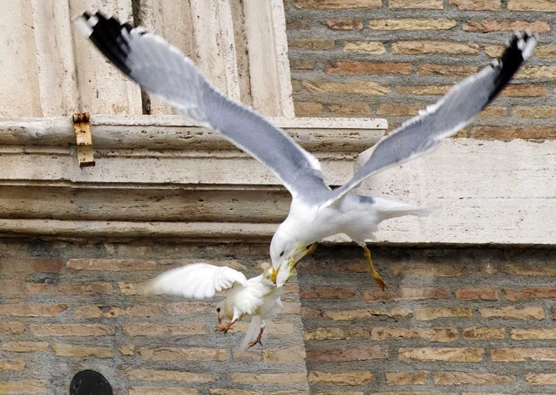 Galeb i vrana očerupali Papine golubice mira
