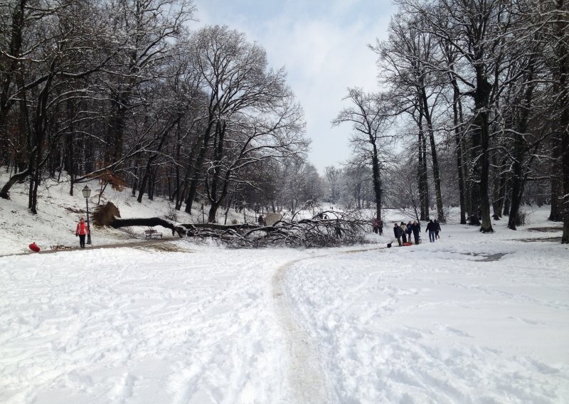 Sanjkanje opasno po život; drvo palo nasred staze!