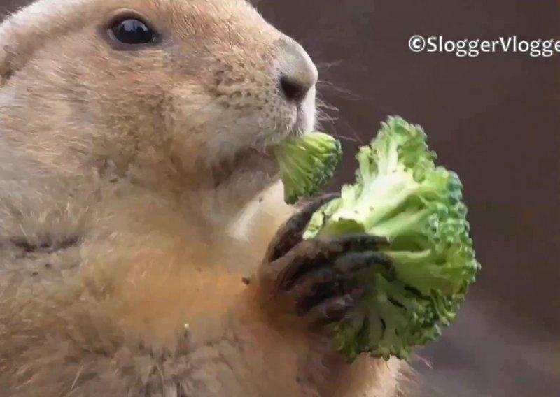 Tko bi rekao da prerijski psi vole brokulu