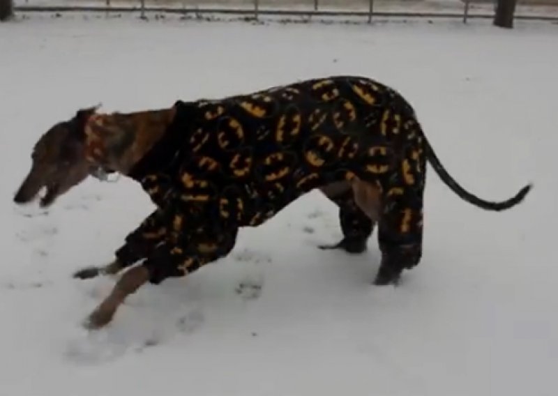 Psi obožavaju snijeg, no ovaj se potpuno raspametio