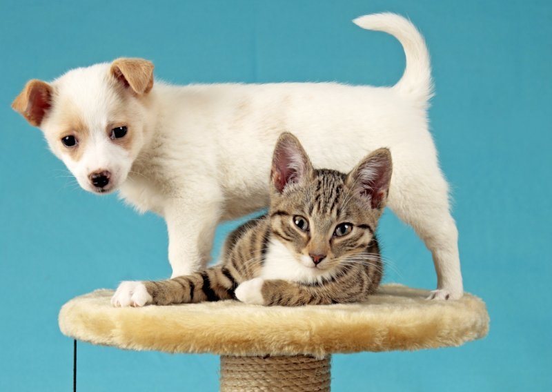 Mačke i psi timski čuvaju domove od glodavaca