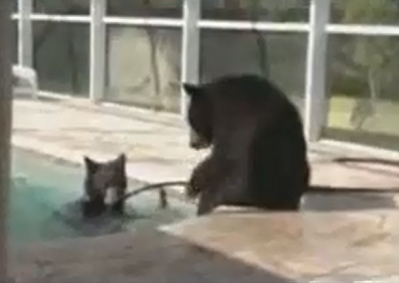 Kad vam se tri medvjeda okupaju u bazenu iza kuće...