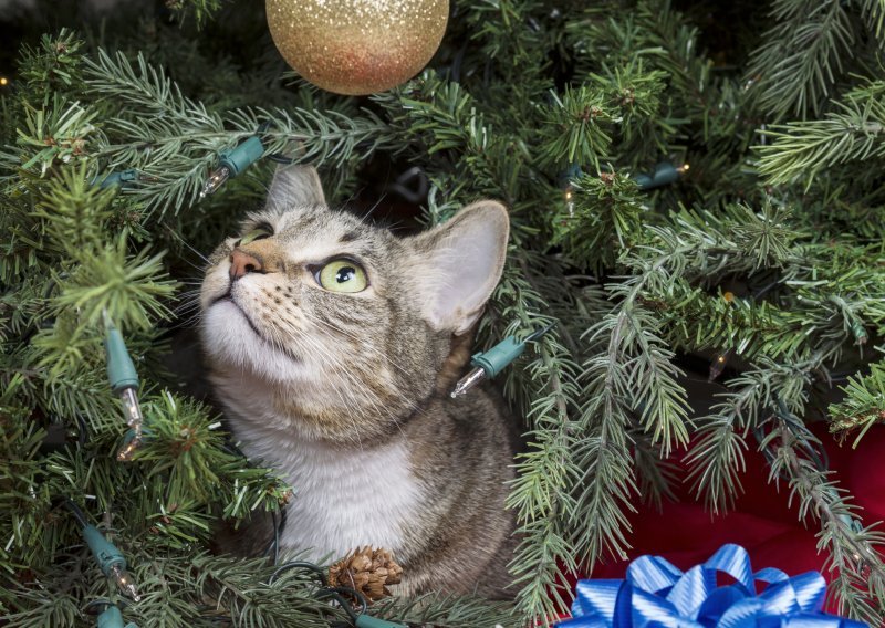 Pet načina kako zaštititi božićno drvce od mačaka