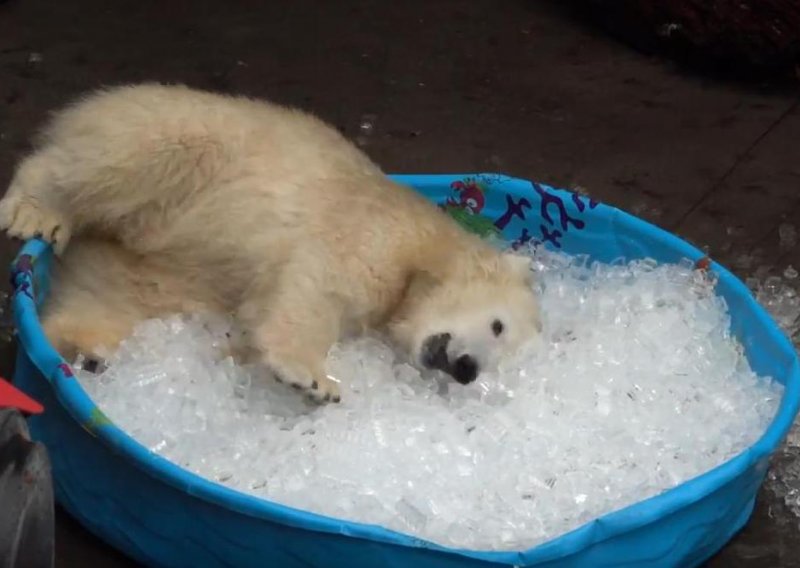 Polarni medvjed bacio se na led