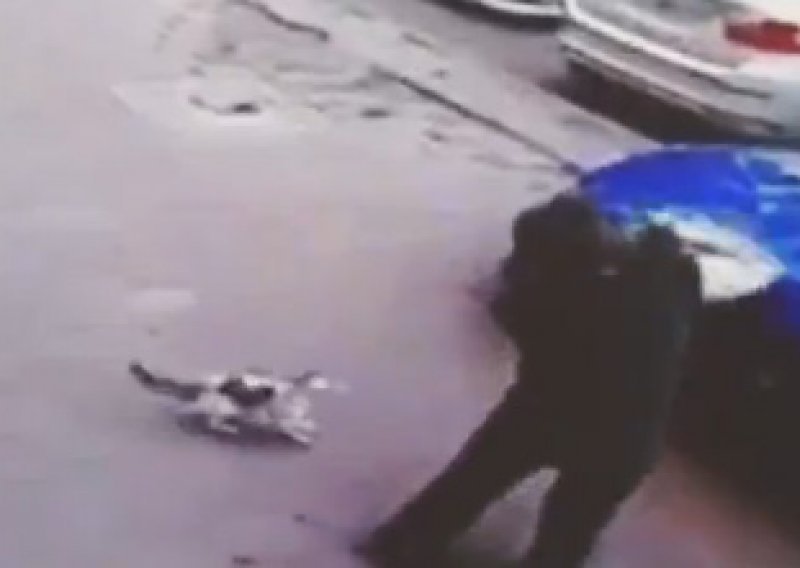 Kung-fu mačka napala psa i potukla se s vlasnicom