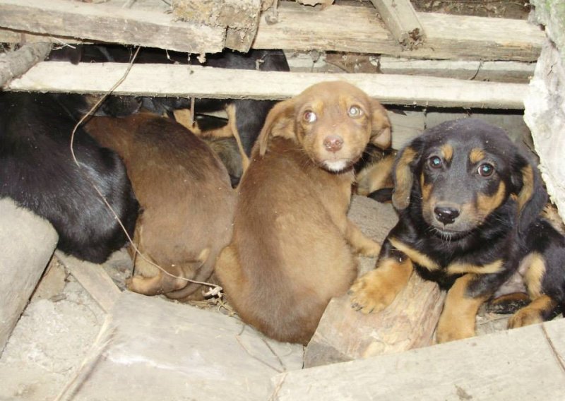 Sedam odbačenih štenaca hitno traži dom