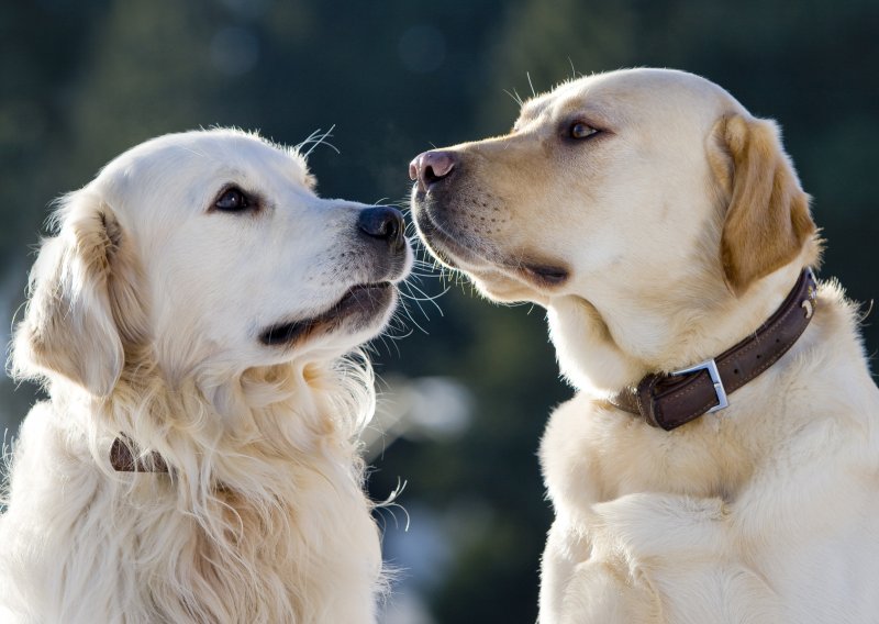 Tvrtka dobila 65 milijuna dolara za čuvanje pasa