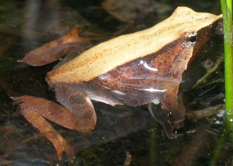 Žaba nazvana po Darwinu izumrla zbog testova trudnoće
