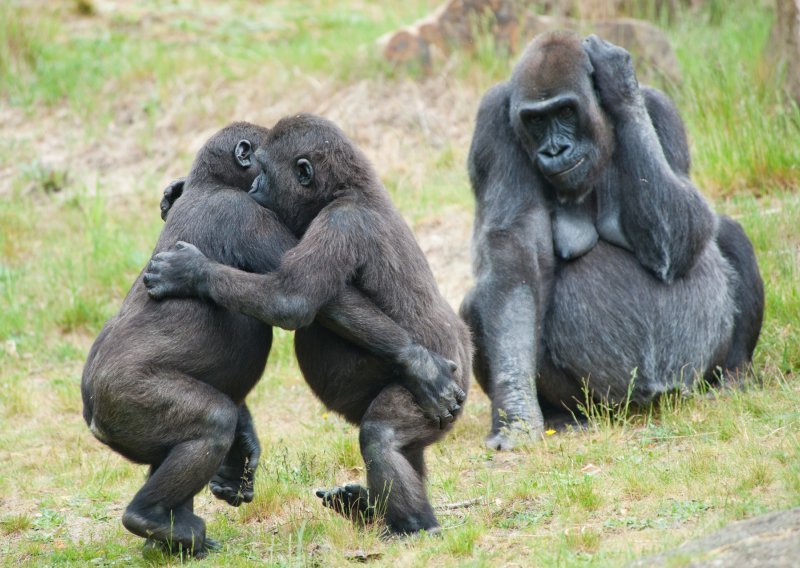 I ljubav prema muzici veže čovjeka i primate