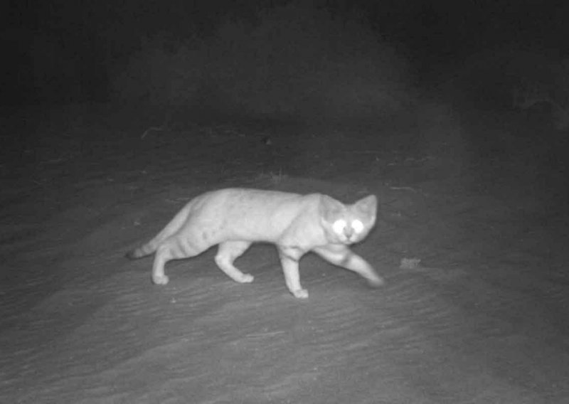 Snimljena rijetka arapska mačka: Ubojica iz pustinje