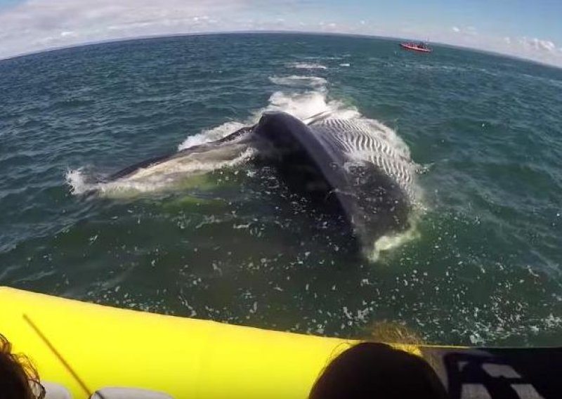 Plavetni kit poigrao se s turističkim brodom