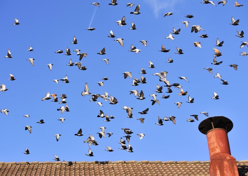 Iz Vukovara će biti pušteno tisuću golubova prema Kninu