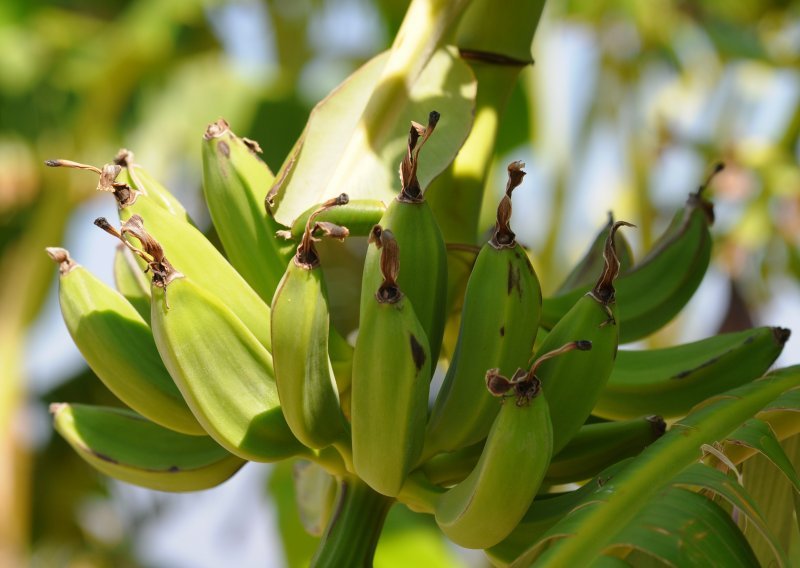 U Zagorju prvi put rodile banane