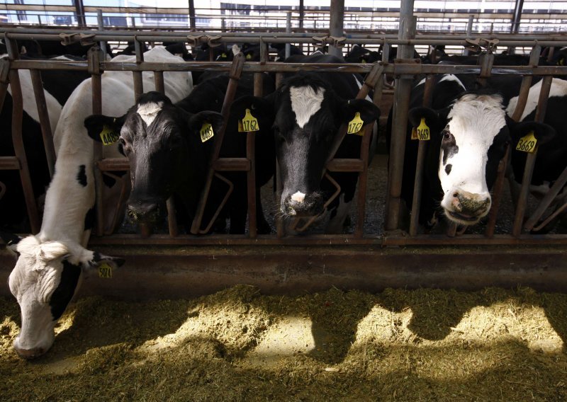 I hrvatske krave na udaru bolesti koja guta cijela stada