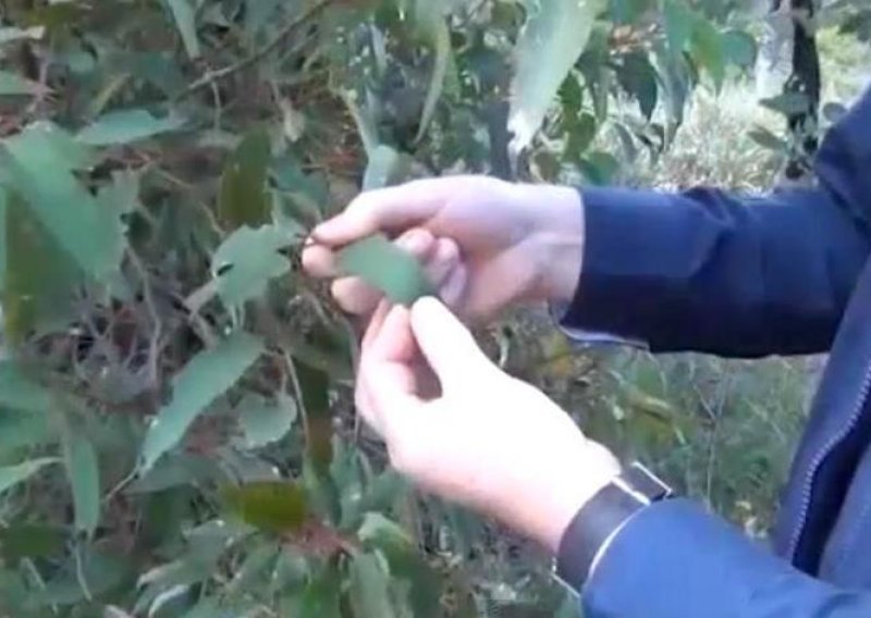 Znanstvenici našli zlato – u listovima eukaliptusa!