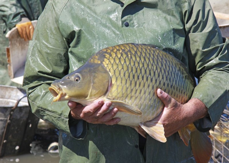 Nakon polusatne borbe ulovili šarana od 61 kg!