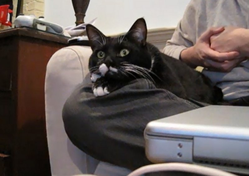 Mačak hipnotiziran dokumentarcima na televiziji