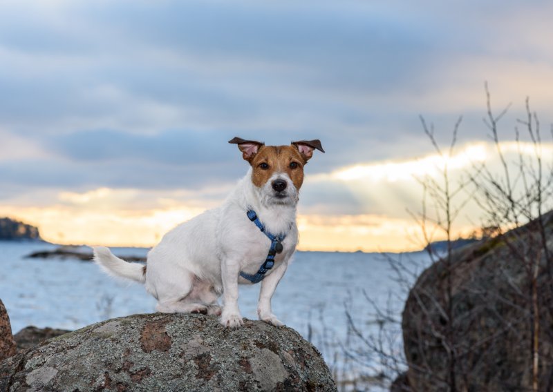 Kako je biti vlasnik Jack Russell terijera?