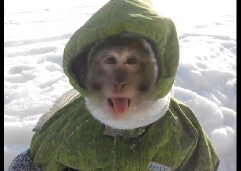 Prvi susret majmuna sa snijegom je čisti hit