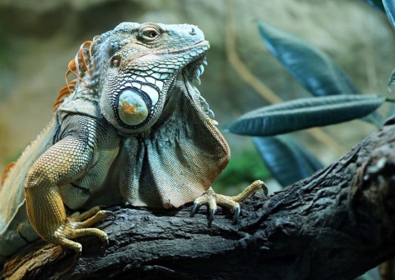 'Upomoć, pobjegla mi je iguana preko Save u BiH'