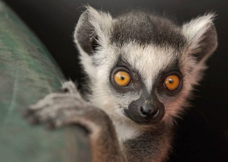 Tko to divlja po zagrebačkom ZOO-u?