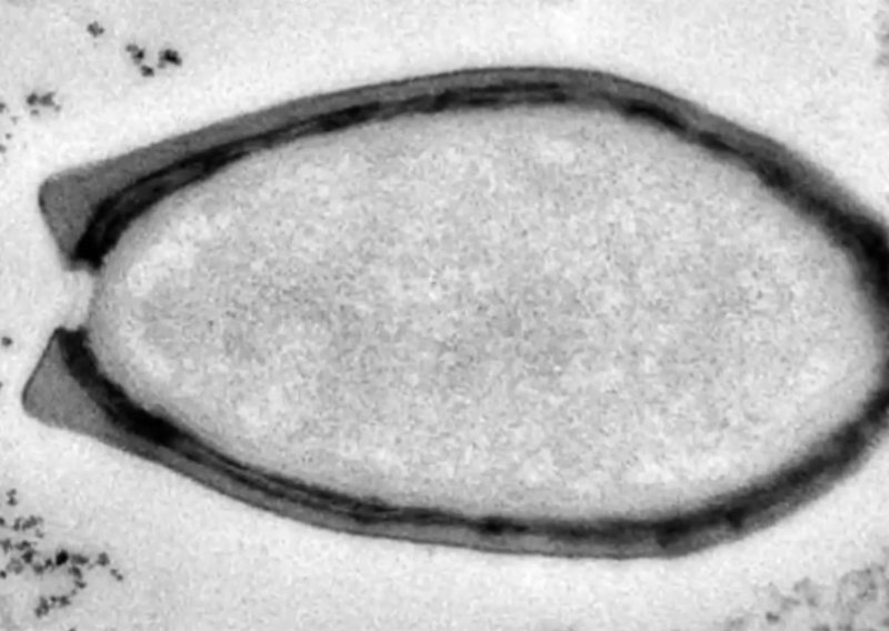 Otkriveni divovski virusi drugačiji od svega na Zemlji