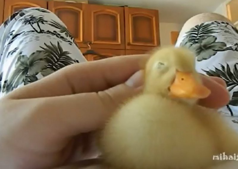 Ova patkica se najviše od svega voli maziti