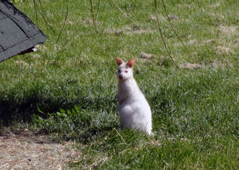 Osječki ZOO dobio preslatkog albino klokana