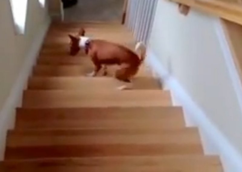 Simpatični pas ne razumije stepenice