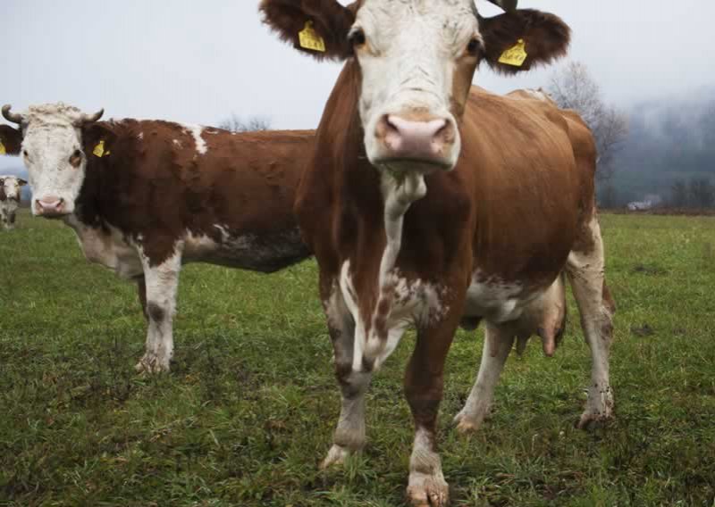 Upozorenje prehrambenoj industriji: Prestanite kljukati životinje antibioticima!