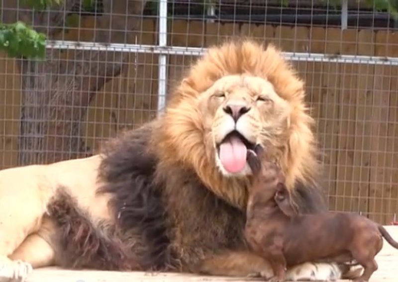 Jazavčar se ljubi i mazi s lavom