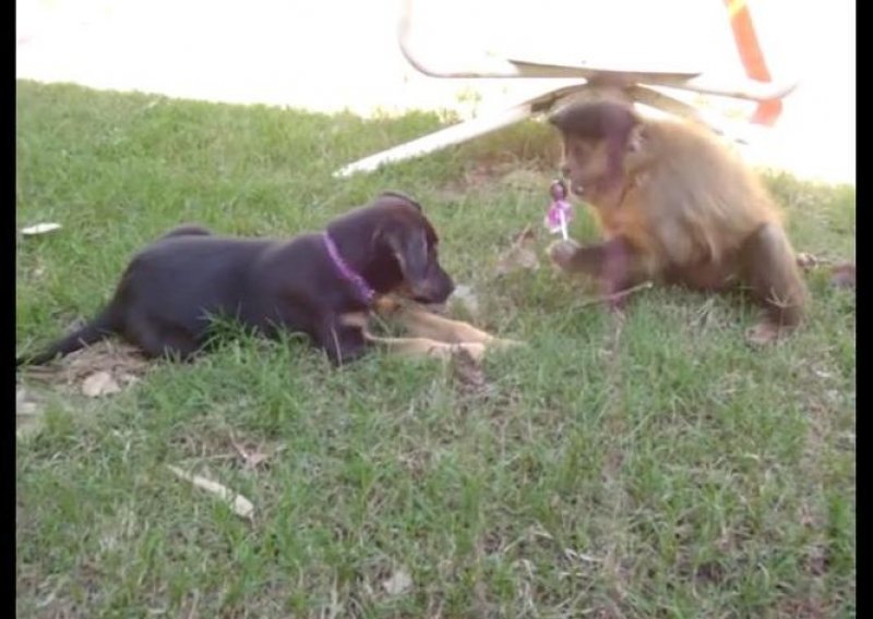 Pogledajte neobičnu svađu majmuna i psa