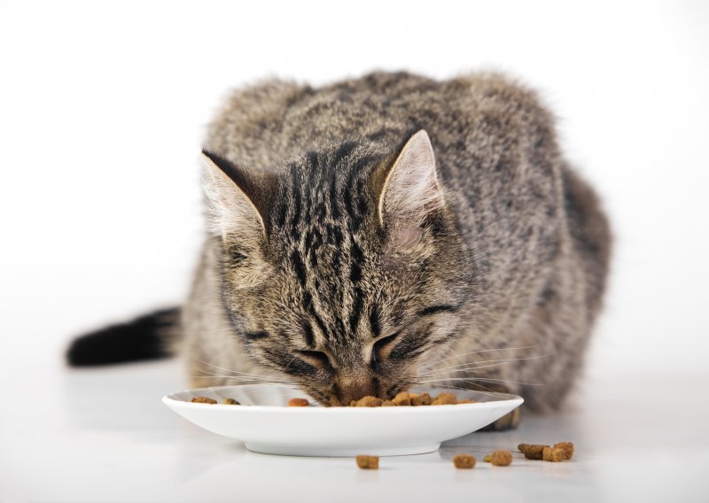 Mačke sjajno prepoznaju gorku hranu